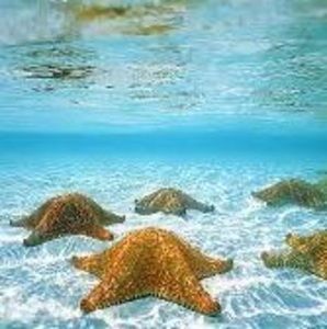 Meet your Posher, Violeta